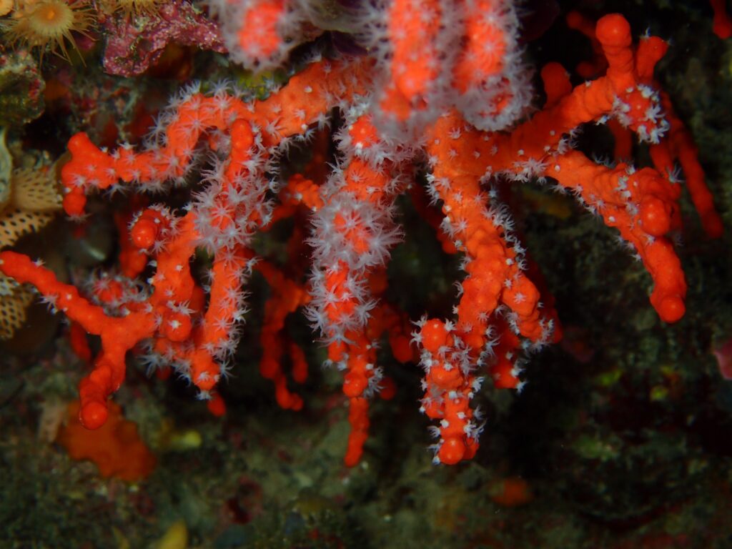 Живая колония красного коралла Corallium rubrum с раскрытыми белыми полипами